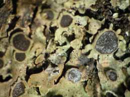 [Physconia distorta]