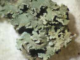 [Physconia perisidiosa]