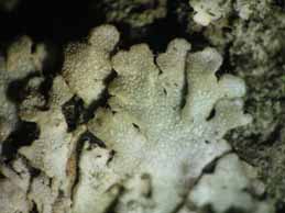 [Physconia servitii]