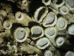 [Physconia servitii]