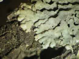 [Physconia servitii]