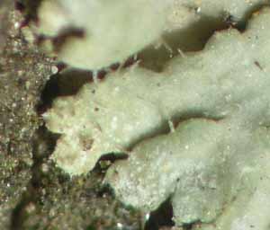 [Physconia servitii]