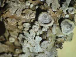 [Physconia servitii]