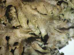 [Physconia subpulverulenta]