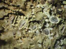 [Physconia subpulverulenta]