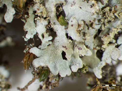 [Physconia enteroxantha]