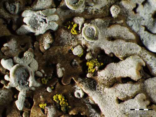 [Physconia distorta]