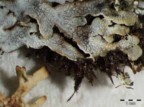 [Physconia distorta]