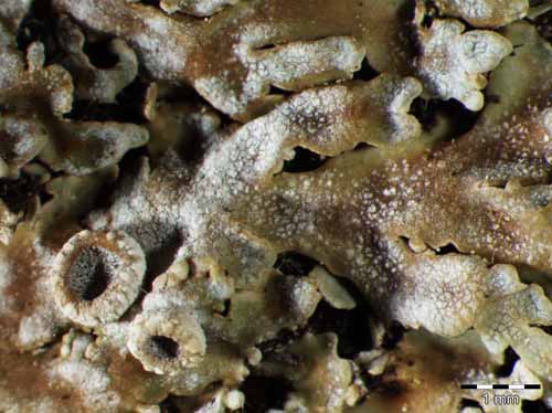 [Physconia distorta]