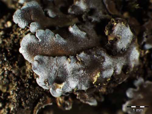 [Physconia enteroxantha]