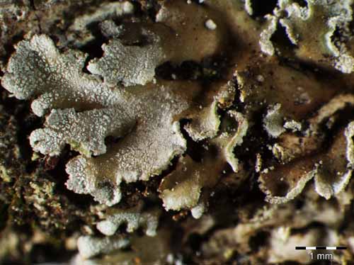 [Physconia perisidiosa]