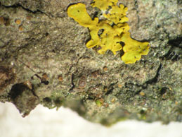 [Piccolia ochrophora]