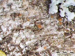 [Piccolia ochrophora]