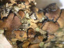 [Placidium pilosellum]