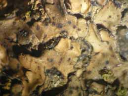 [Placidium pilosellum]