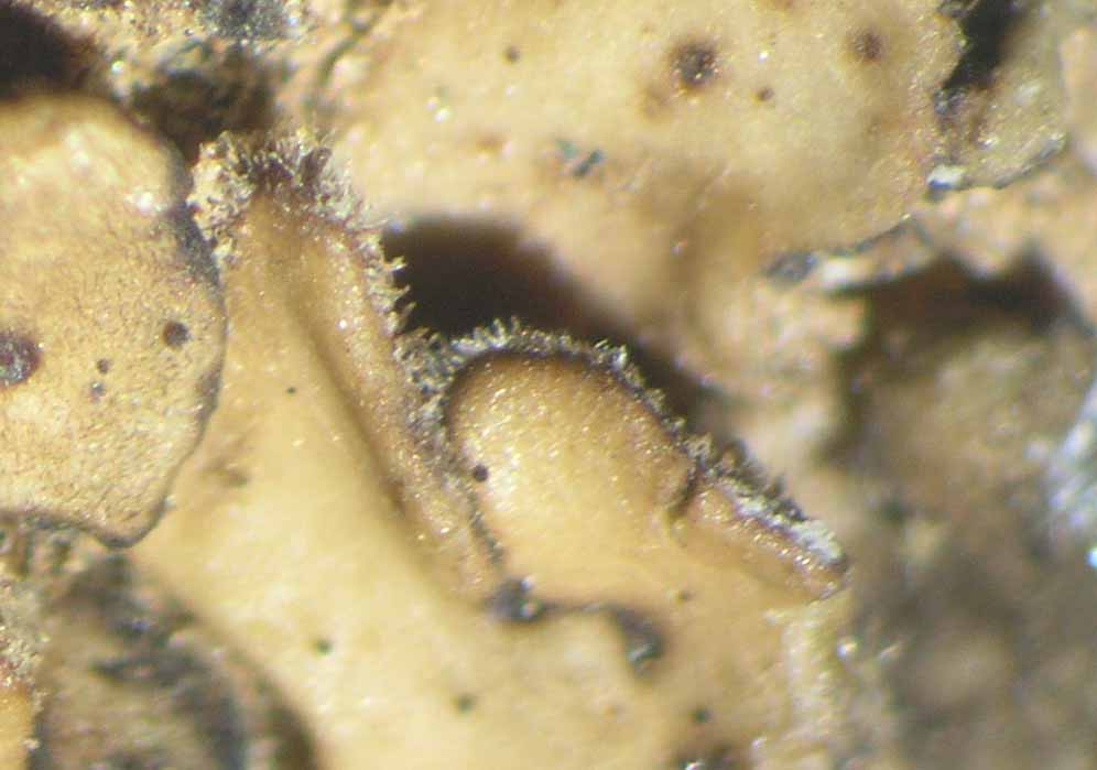 [Placidium pilosellum]