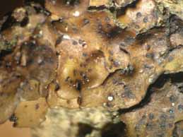 [Placidium pilosellum]