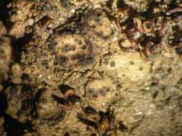 [Placidium squamulosum]]