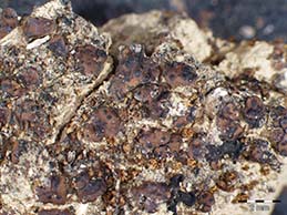 [Placidium imbecillum]