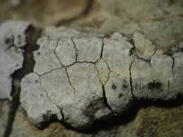 [Placocarpus schaereri]