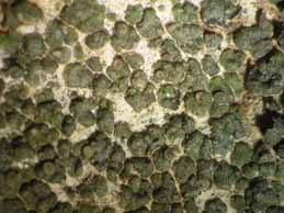 [Solenopsora olivacea]