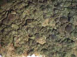 [Solenopsora olivacea]