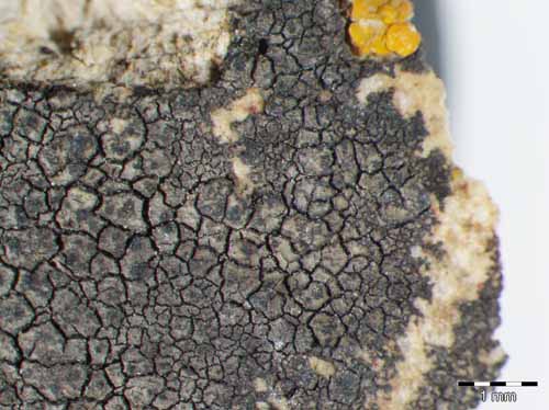 [Placopyrenium fuscellum]