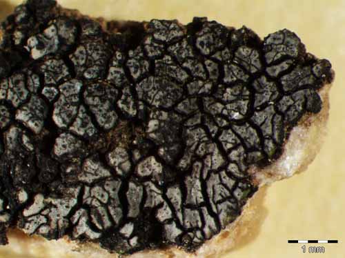 [Placopyrenium fuscellum]