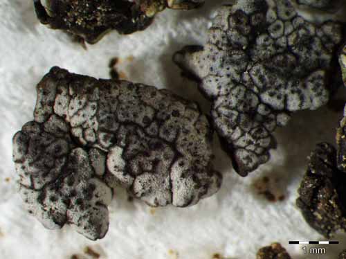 [Placopyrenium trachyticum]