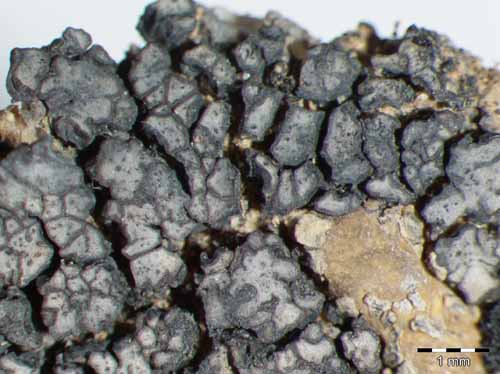 [Placopyrenium trachyticum]