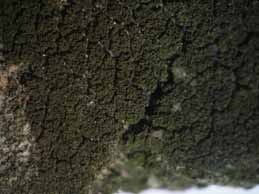 [Placynthiella icmalea]