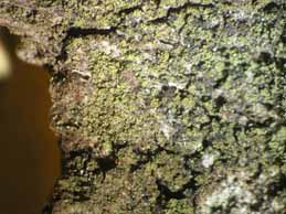 [Placynthiella icmalea]