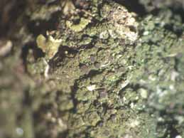 [Placynthiella uliginosa]