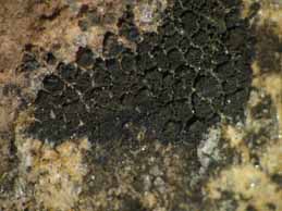 [Placynthium nigrum]