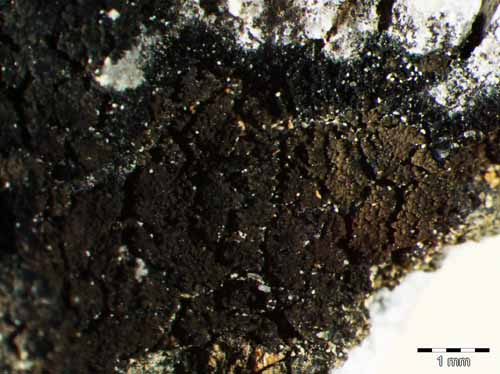 [Placynthium nigrum]