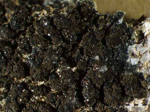 [Placynthium nigrum]