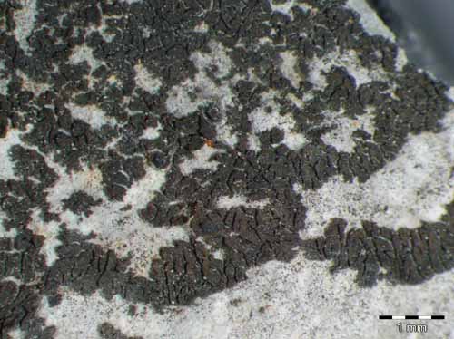 [Placynthium subradiatum]