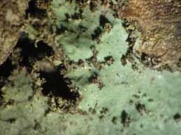 [Platismatia glauca]