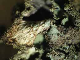 [Platismatia glauca]