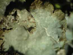 [Platismatia glauca]