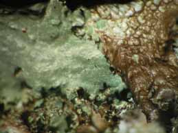 [Platismatia glauca]