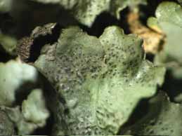 [Pleurosticta acetabulum]