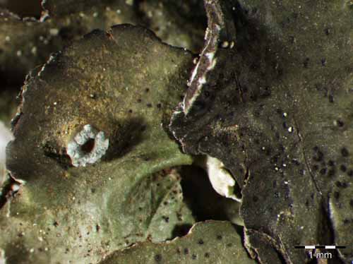 [Pleurosticta acetabulum]