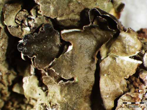 [Pleurosticta koflerae]