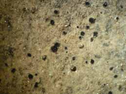 [Polyblastia albida]