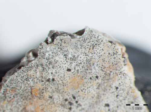 [Polyblastia dermatodes]