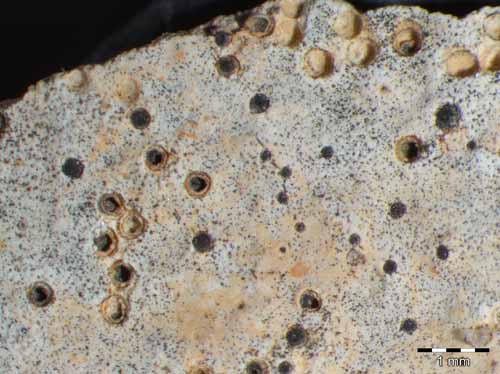 [Polyblastia dermatodes]