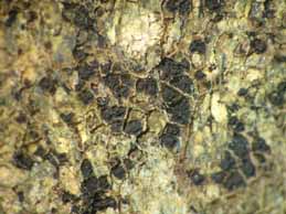 [Polysporina lapponica]