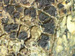 [Polysporina lapponica]