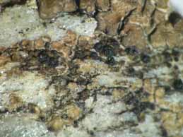 [Polysporina lapponica]